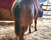 quarter-horse-for-sale