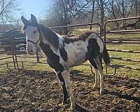 paint-horse-for-sale