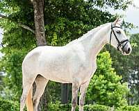 grey-lusitano-foal