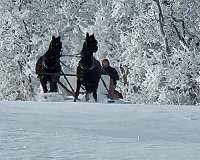 matched-pair-morgan-horse