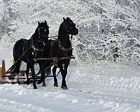 black-morgan-horse