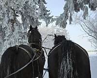 combined-driving-morgan-horse