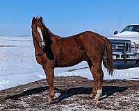 cd-dyna-cee-quarter-horse