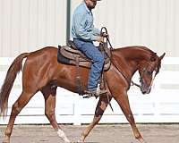 cd-dyna-cee-horse