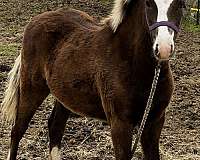 dapples-welsh-pony