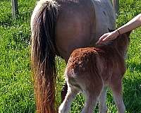 family-horse-welsh-pony