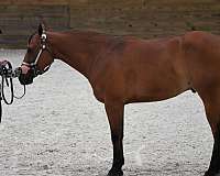 quarter-horse-for-sale