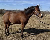 quarter-horse-gelding