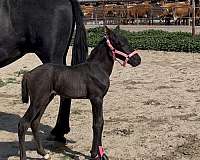 smokey-black-ialha-horse