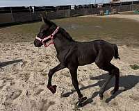 smokey-black-lusitano-horse