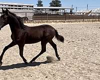 smokey-black-lusitano-for-sale