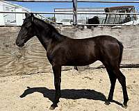 smokey-black-ialha-horse