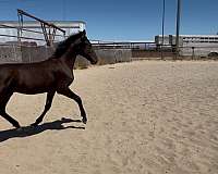 smokey-black-lusitano-horse