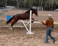 pick-up-draft-horse