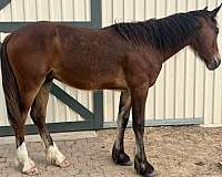 crossbred-draft-horse