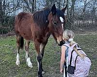 mounted-patrol-draft-horse