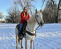 trails-morgan-horse