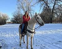 bridleless-morgan-horse