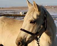 parade-morgan-horse