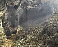 donkey-for-sale