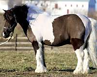 and-jumping-gelding