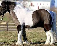 piebald-playday-pony