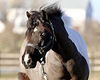 piebald-western-pleasure-pony