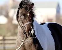 piebald-western-riding-pony