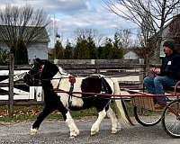 10-hand-piebald-pony