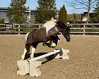 piebald-pony-for-sale