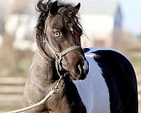 piebald-youth-pony