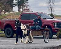 miniature-pony