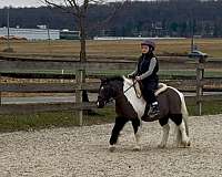 pony