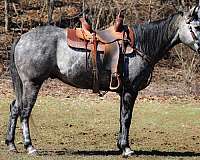 athletic-quarter-horse