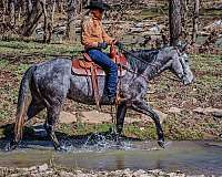 dappled-quarter-horse