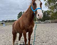 quarter-horse-for-sale