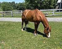 quarter-horse-gelding