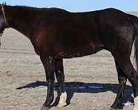 halter-missouri-fox-trotter-horse