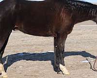 husband-safe-missouri-fox-trotter-horse