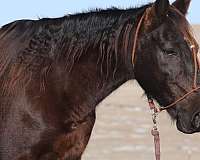 kid-safe-missouri-fox-trotter-horse