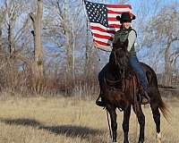 trail-missouri-fox-trotter-horse