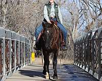 gaited-missouri-fox-trotter-horse