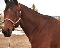 western-pleasure-quarter-horse