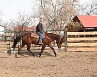 jumping-quarter-horse