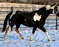 checks-cattle-mare