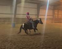 black-overo-rodeo-pony