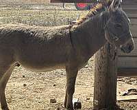 donkey-for-sale