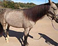 right-hind-sock-horse