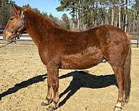 canters-quarter-horse