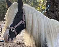 piebald-gypsy-vanner-mare